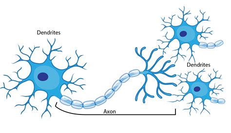 what is one way neurons are similar to other cells